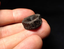 Load image into Gallery viewer, Jurassic ichthyosaur bone (vertebra) from Lyme Regis (20mm)
