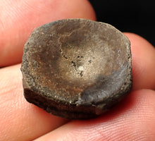 Load image into Gallery viewer, Jurassic ichthyosaur bone (vertebra) from Lyme Regis (21mm)

