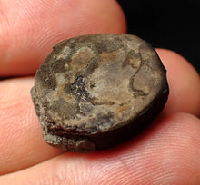 Load image into Gallery viewer, Jurassic ichthyosaur bone (vertebra) from Lyme Regis (21mm)
