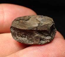 Load image into Gallery viewer, Jurassic ichthyosaur bone (vertebra) from Lyme Regis (21mm)
