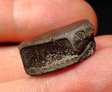 Load image into Gallery viewer, Jurassic ichthyosaur bone (vertebra) from Lyme Regis (21mm)
