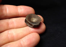 Load image into Gallery viewer, Jurassic ichthyosaur bone (vertebra) from Lyme Regis (21mm)

