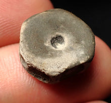 Load image into Gallery viewer, Juvenile Jurassic ichthyosaur bone (vertebra) from Lyme Regis (16mm)
