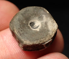Load image into Gallery viewer, Juvenile Jurassic ichthyosaur bone (vertebra) from Lyme Regis (16mm)
