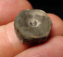 Load image into Gallery viewer, Juvenile Jurassic ichthyosaur bone (vertebra) from Lyme Regis (16mm)
