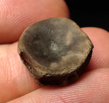 Load image into Gallery viewer, Juvenile Jurassic ichthyosaur bone (vertebra) from Lyme Regis (16mm)

