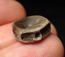 Load image into Gallery viewer, Juvenile Jurassic ichthyosaur bone (vertebra) from Lyme Regis (16mm)
