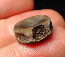 Load image into Gallery viewer, Juvenile Jurassic ichthyosaur bone (vertebra) from Lyme Regis (16mm)
