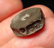 Load image into Gallery viewer, Juvenile Jurassic ichthyosaur bone (vertebra) from Lyme Regis (16mm)
