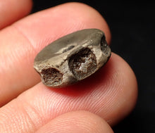 Load image into Gallery viewer, Juvenile Jurassic ichthyosaur bone (vertebra) from Lyme Regis (16mm)
