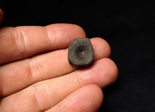 Load image into Gallery viewer, Juvenile Jurassic ichthyosaur bone (vertebra) from Lyme Regis (18mm)
