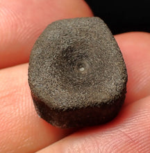 Load image into Gallery viewer, Juvenile Jurassic ichthyosaur bone (vertebra) from Lyme Regis (18mm)
