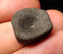 Load image into Gallery viewer, Juvenile Jurassic ichthyosaur bone (vertebra) from Lyme Regis (18mm)
