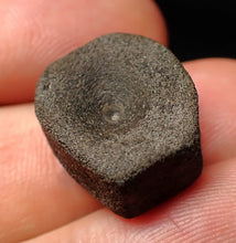 Load image into Gallery viewer, Juvenile Jurassic ichthyosaur bone (vertebra) from Lyme Regis (18mm)
