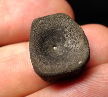 Load image into Gallery viewer, Juvenile Jurassic ichthyosaur bone (vertebra) from Lyme Regis (18mm)

