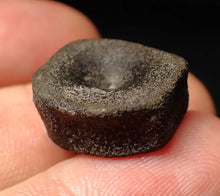 Load image into Gallery viewer, Juvenile Jurassic ichthyosaur bone (vertebra) from Lyme Regis (18mm)
