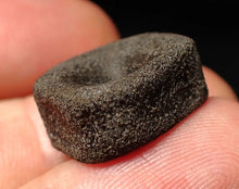 Load image into Gallery viewer, Juvenile Jurassic ichthyosaur bone (vertebra) from Lyme Regis (18mm)
