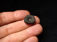 Load image into Gallery viewer, Juvenile Jurassic ichthyosaur bone (vertebra) from Lyme Regis (17mm)

