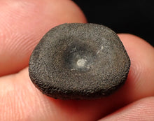 Load image into Gallery viewer, Juvenile Jurassic ichthyosaur bone (vertebra) from Lyme Regis (17mm)
