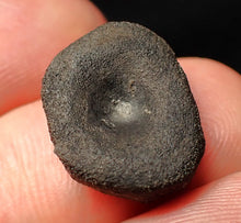 Load image into Gallery viewer, Juvenile Jurassic ichthyosaur bone (vertebra) from Lyme Regis (17mm)
