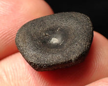 Load image into Gallery viewer, Juvenile Jurassic ichthyosaur bone (vertebra) from Lyme Regis (17mm)

