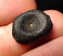Load image into Gallery viewer, Juvenile Jurassic ichthyosaur bone (vertebra) from Lyme Regis (17mm)
