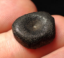 Load image into Gallery viewer, Juvenile Jurassic ichthyosaur bone (vertebra) from Lyme Regis (17mm)
