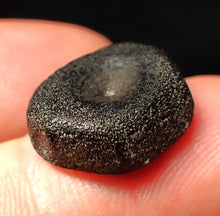 Load image into Gallery viewer, Juvenile Jurassic ichthyosaur bone (vertebra) from Lyme Regis (17mm)
