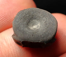 Load image into Gallery viewer, Juvenile Jurassic ichthyosaur bone (vertebra) from Lyme Regis (13mm)
