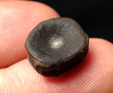 Load image into Gallery viewer, Juvenile Jurassic ichthyosaur bone (vertebra) from Lyme Regis (13mm)
