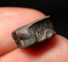 Load image into Gallery viewer, Juvenile Jurassic ichthyosaur bone (vertebra) from Lyme Regis (13mm)
