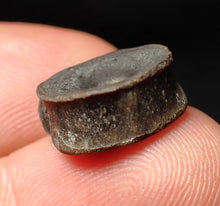 Load image into Gallery viewer, Juvenile Jurassic ichthyosaur bone (vertebra) from Lyme Regis (13mm)
