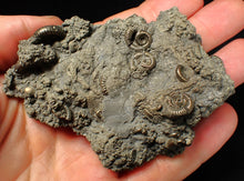 Load image into Gallery viewer, Large, full pyrite multi-ammonite &amp; bivalve fossil Crucilobiceras (91 mm)
