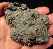 Load image into Gallery viewer, Large, full pyrite multi-ammonite &amp; bivalve fossil Crucilobiceras (91 mm)
