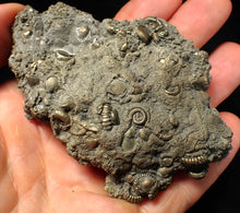 Load image into Gallery viewer, Large, full pyrite multi-ammonite &amp; bivalve fossil Crucilobiceras (91 mm)

