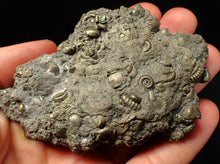 Load image into Gallery viewer, Large, full pyrite multi-ammonite &amp; bivalve fossil Crucilobiceras (91 mm)
