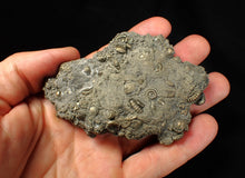 Load image into Gallery viewer, Large, full pyrite multi-ammonite &amp; bivalve fossil Crucilobiceras (91 mm)
