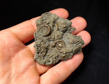 Load image into Gallery viewer, Large, full pyrite multi-ammonite fossil Crucilobiceras (58 mm)

