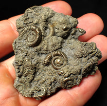Load image into Gallery viewer, Large, full pyrite multi-ammonite fossil Crucilobiceras (58 mm)
