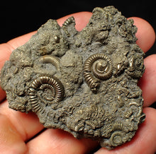 Load image into Gallery viewer, Large, full pyrite multi-ammonite fossil Crucilobiceras (58 mm)
