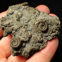 Load image into Gallery viewer, Large, full pyrite multi-ammonite fossil Crucilobiceras (58 mm)
