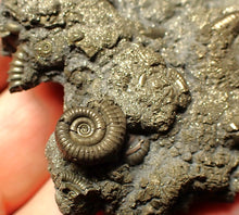 Load image into Gallery viewer, Large, full pyrite multi-ammonite fossil Crucilobiceras (58 mm)
