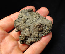 Load image into Gallery viewer, Large, full pyrite multi-ammonite fossil Crucilobiceras (58 mm)
