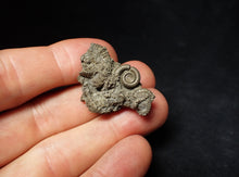 Load image into Gallery viewer, Full pyrite multi-ammonite fossil (33 mm) Crucilobiceras
