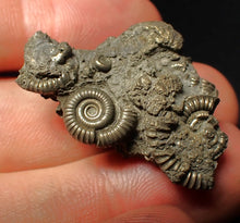 Load image into Gallery viewer, Full pyrite multi-ammonite fossil (33 mm) Crucilobiceras
