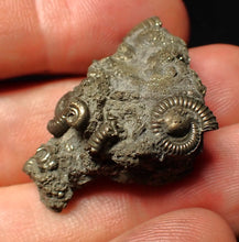 Load image into Gallery viewer, Full pyrite multi-ammonite fossil (33 mm) Crucilobiceras
