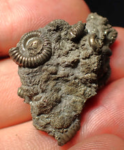 Load image into Gallery viewer, Full pyrite multi-ammonite fossil (33 mm) Crucilobiceras
