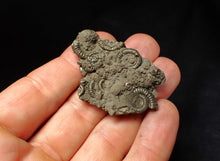 Load image into Gallery viewer, Pyrite multi-ammonite fossil Crucilobiceras (49 mm)
