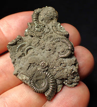 Load image into Gallery viewer, Pyrite multi-ammonite fossil Crucilobiceras (49 mm)
