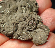 Load image into Gallery viewer, Pyrite multi-ammonite fossil Crucilobiceras (49 mm)
